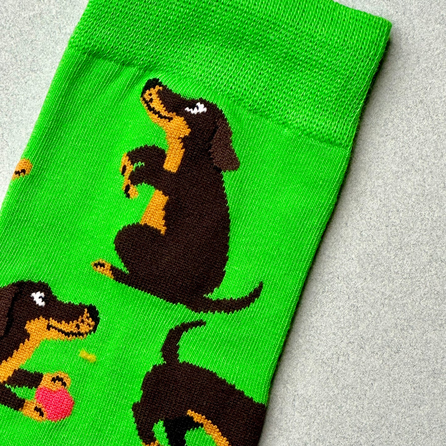 socks dachshund
